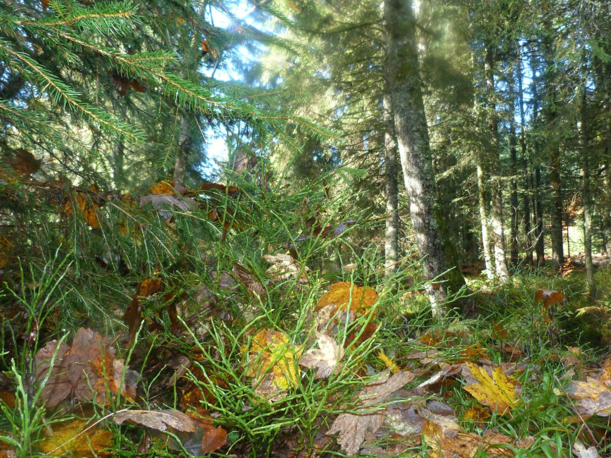 Domaine Des Hauts Viaux La Bresse Esterno foto