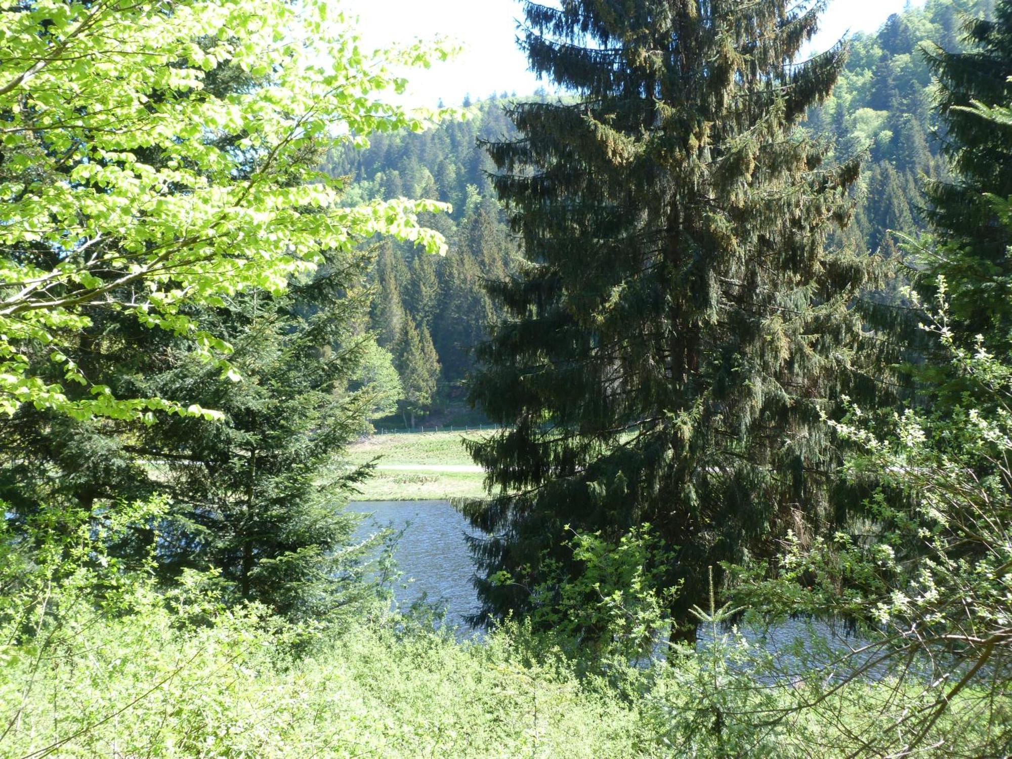 Domaine Des Hauts Viaux La Bresse Esterno foto