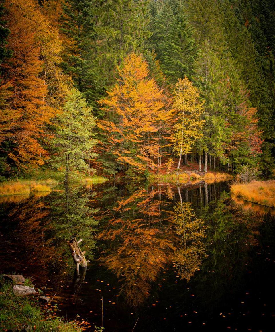Domaine Des Hauts Viaux La Bresse Esterno foto
